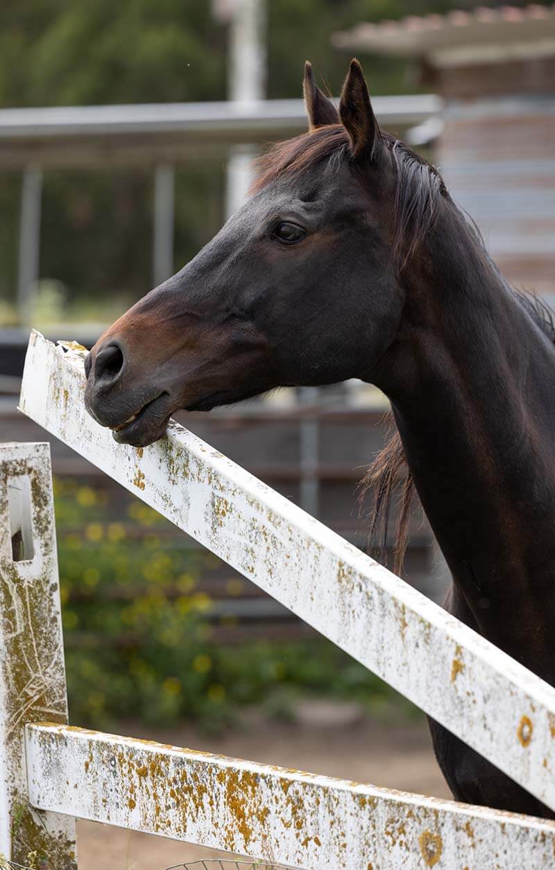 horse Yered Trailers horse